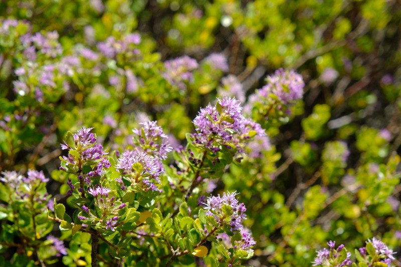 Agathosma venusta photo 2
