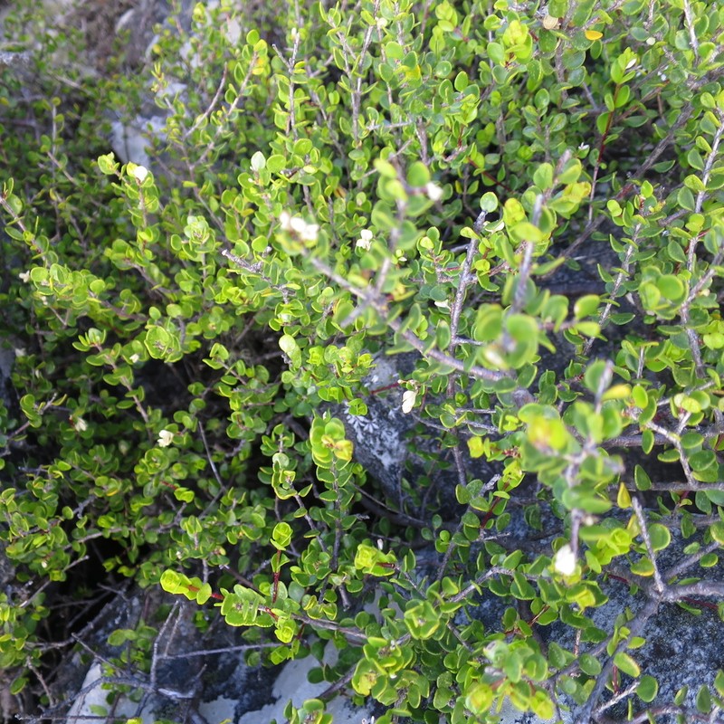 Agathosma venusta photo 3