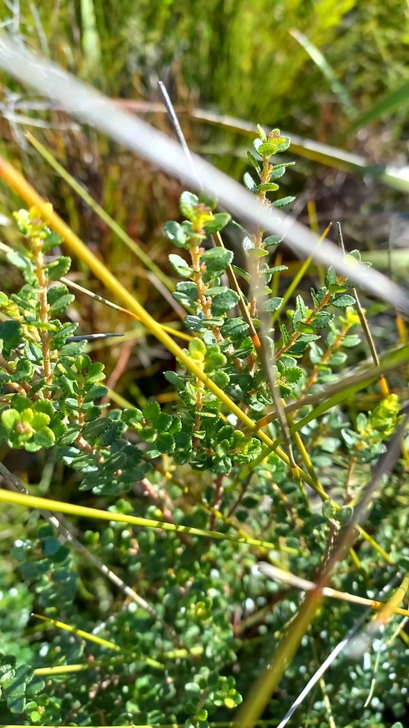 Agathosma venusta photo 4