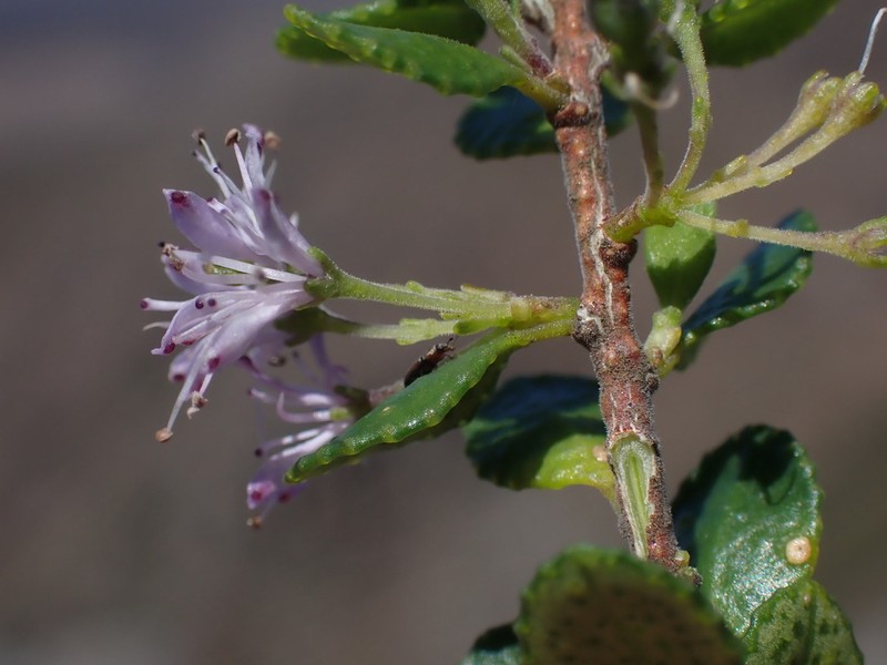 Agathosma venusta photo 5