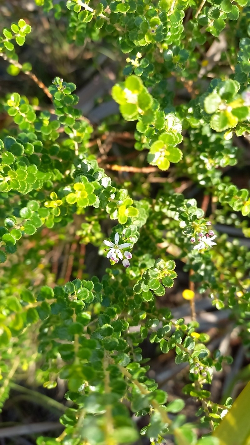 Agathosma venusta photo 6
