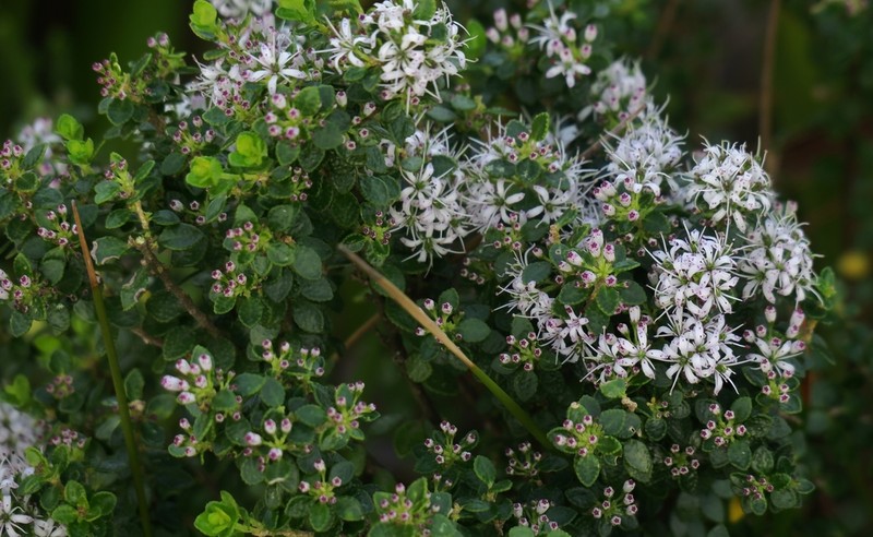 Agathosma venusta photo 7