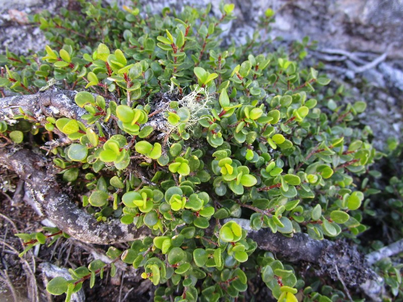 Agathosma venusta photo 8