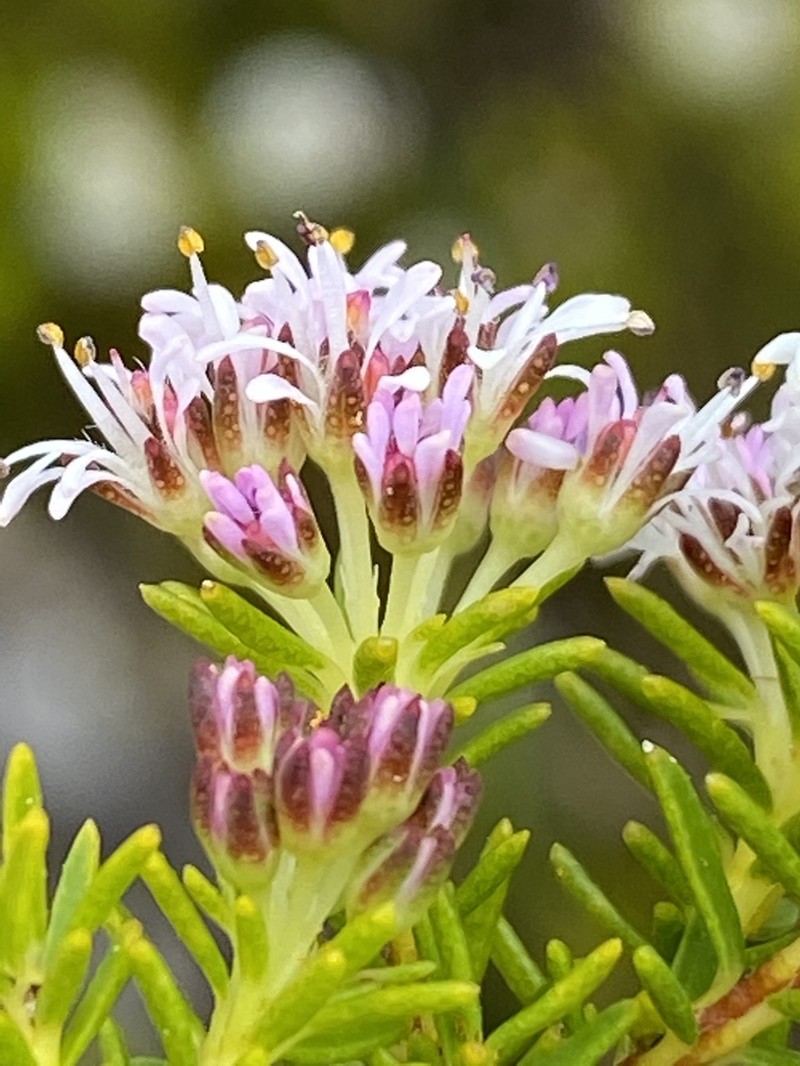 Agathosma virgata