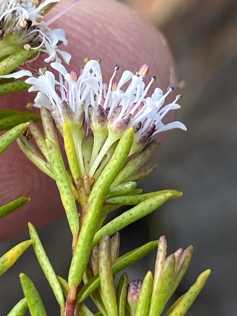 Agathosma virgata photo 2