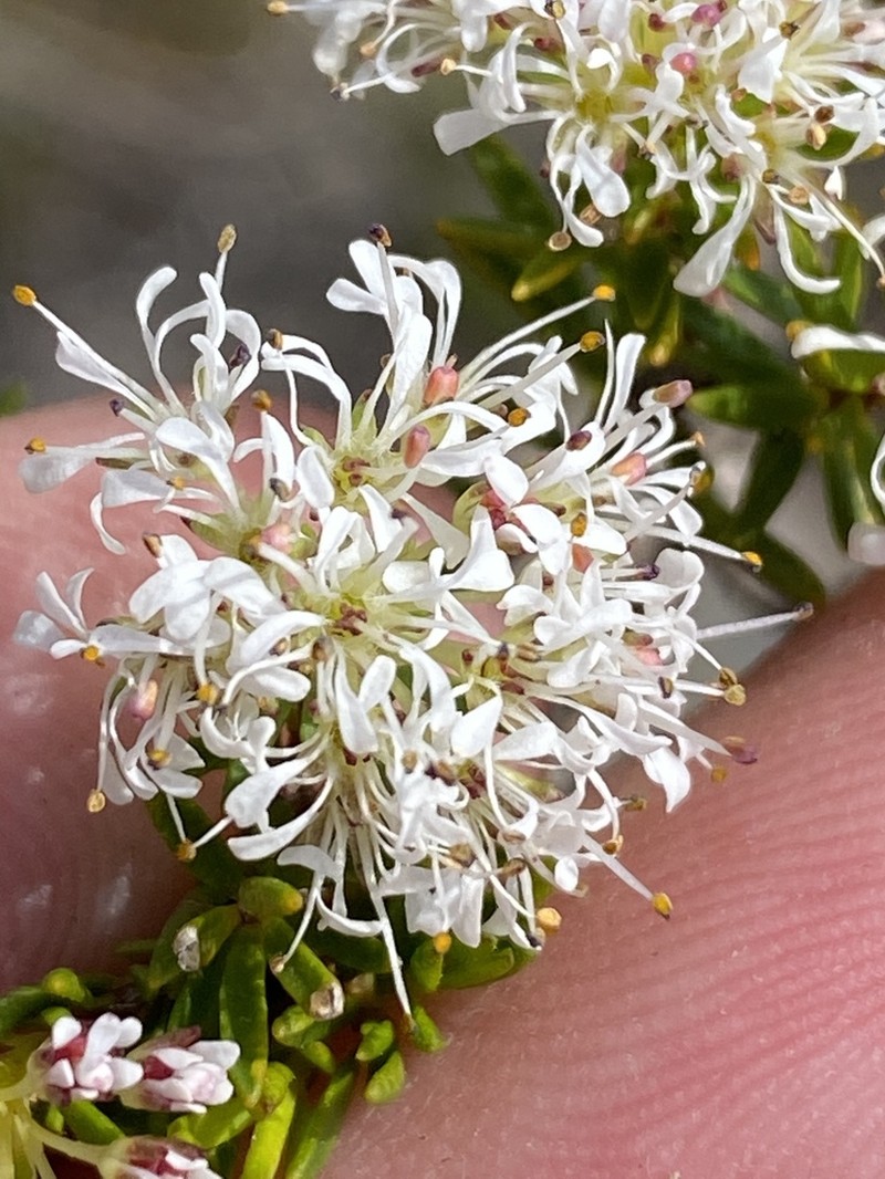 Agathosma virgata photo 3