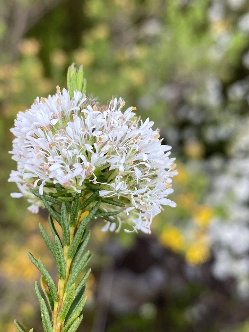 Agathosma virgata photo 4
