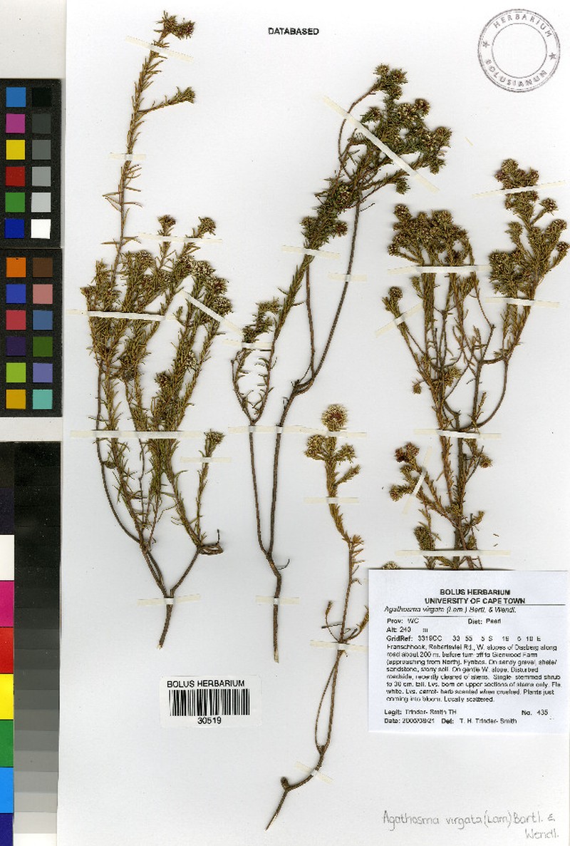 Agathosma virgata photo 5