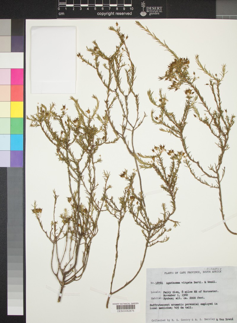 Agathosma virgata photo 6