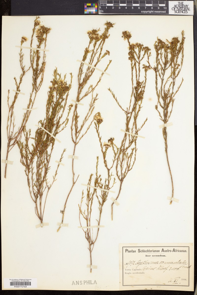 Agathosma virgata photo 7
