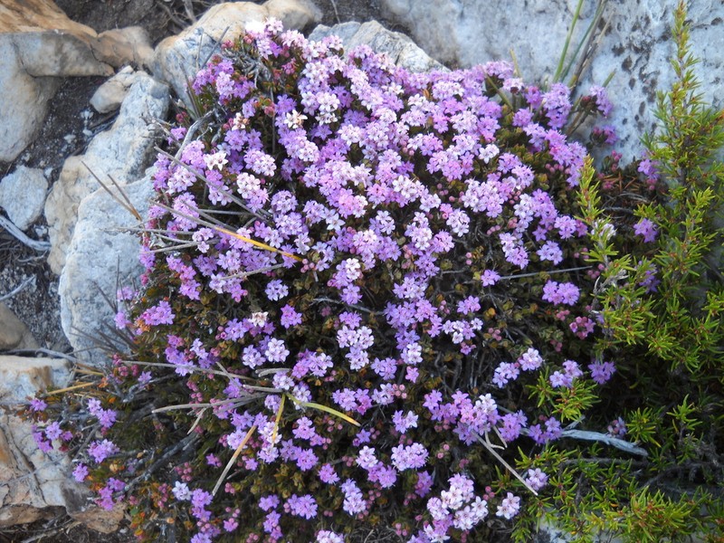 Agathosma zwartbergensis