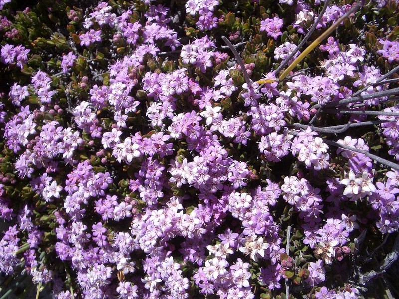 Agathosma zwartbergensis photo 2