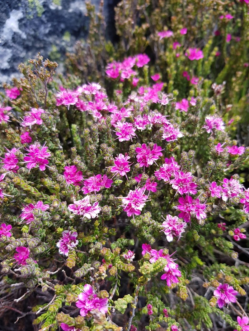 Agathosma zwartbergensis photo 3