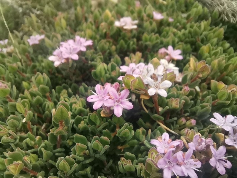 Agathosma zwartbergensis photo 4