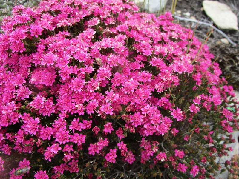 Agathosma zwartbergensis photo 5