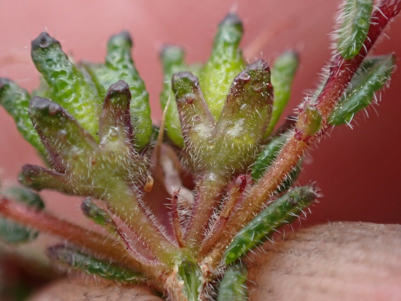 Agathosma zwartbergensis photo 6