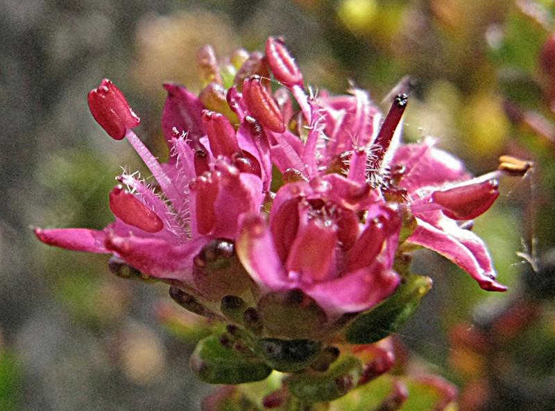 Agathosma zwartbergensis photo 7