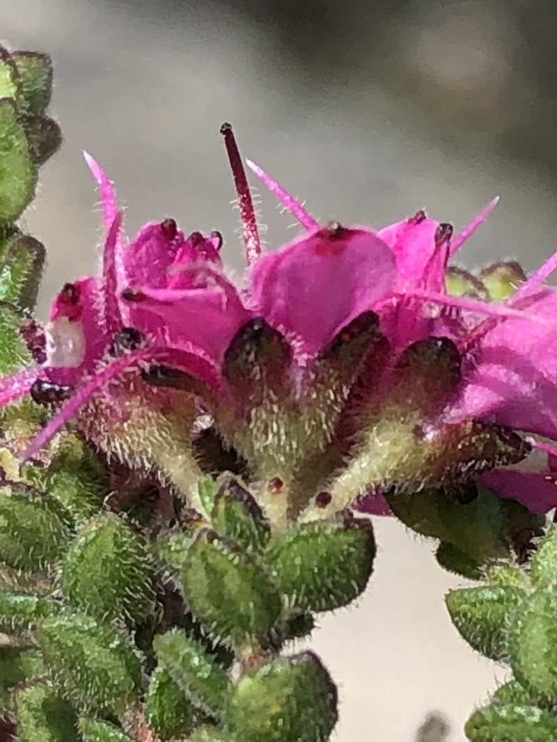 Agathosma zwartbergensis photo 8