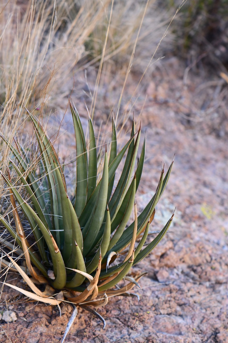 Agave × ajoensis