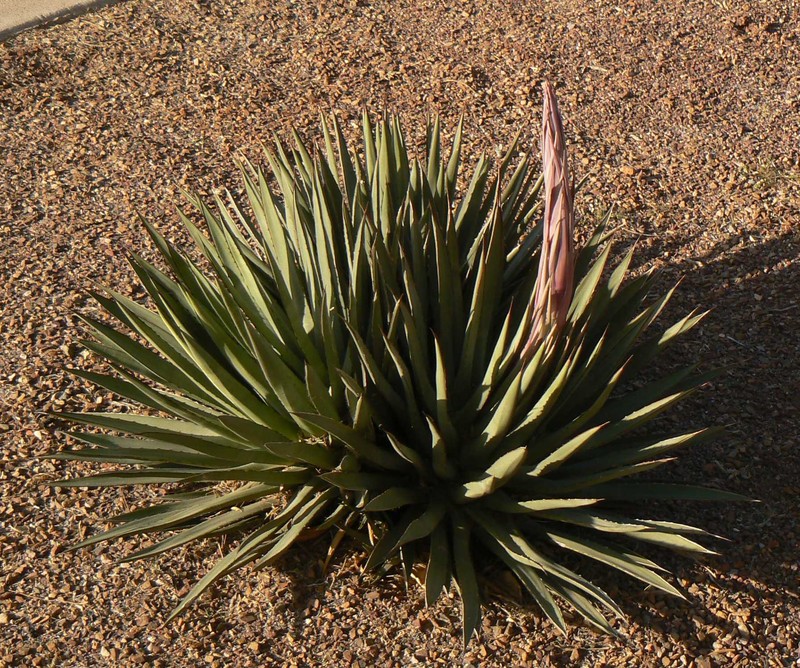 Agave × arizonica