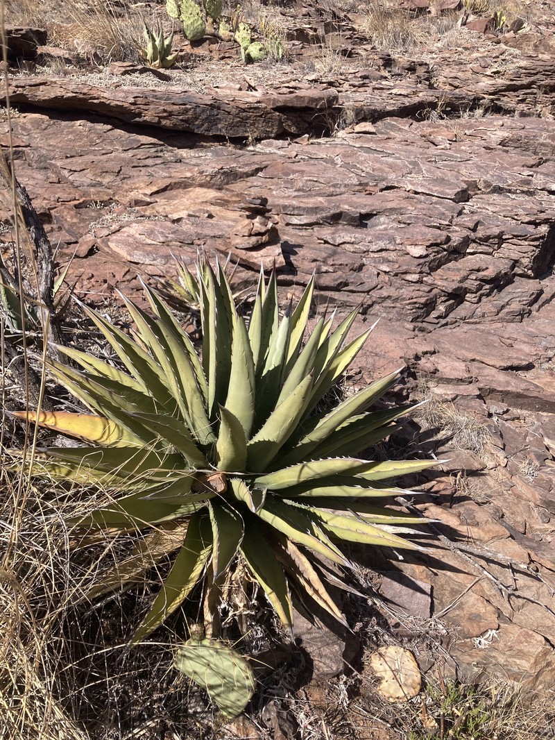 Chisos Mountain Century Plant