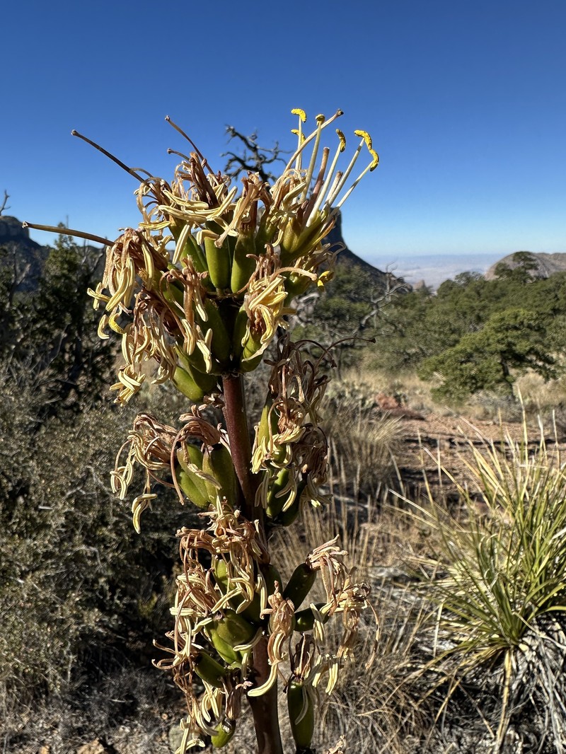 Chisos Mountain Century Plant photo 2