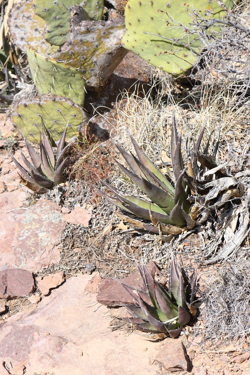 Chisos Mountain Century Plant photo 3