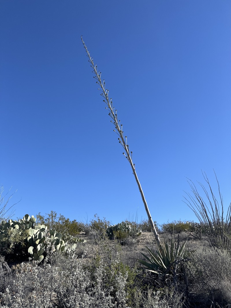 Chisos Mountain Century Plant photo 4