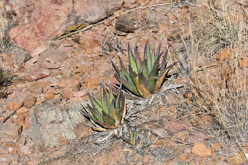 Chisos Mountain Century Plant photo 5