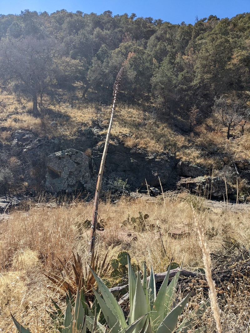 Chisos Mountain Century Plant photo 7