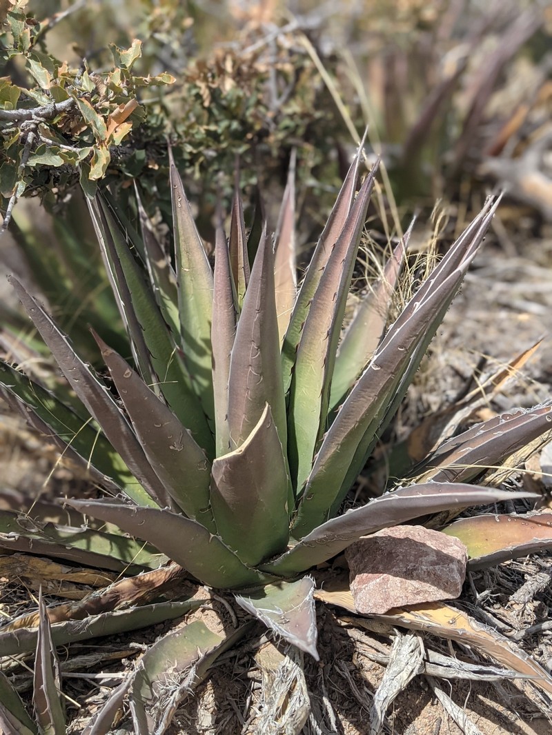 Chisos Mountain Century Plant photo 8
