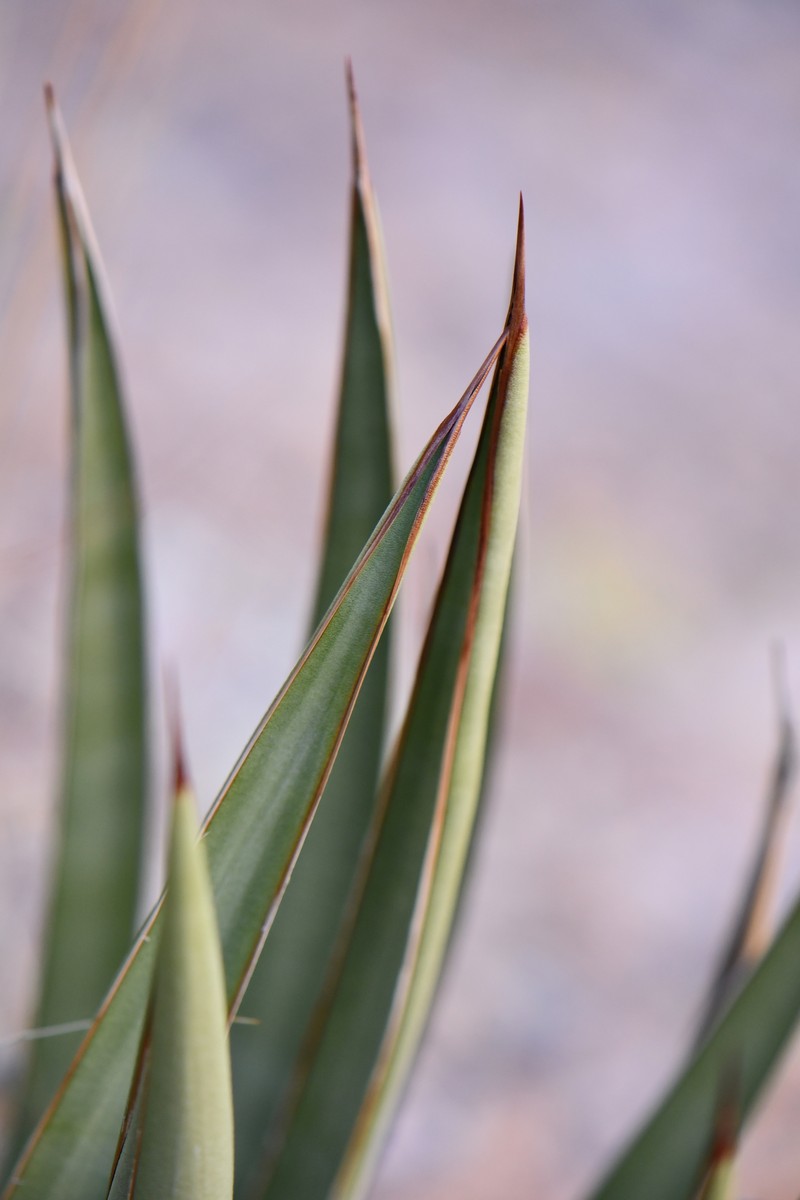 Agave