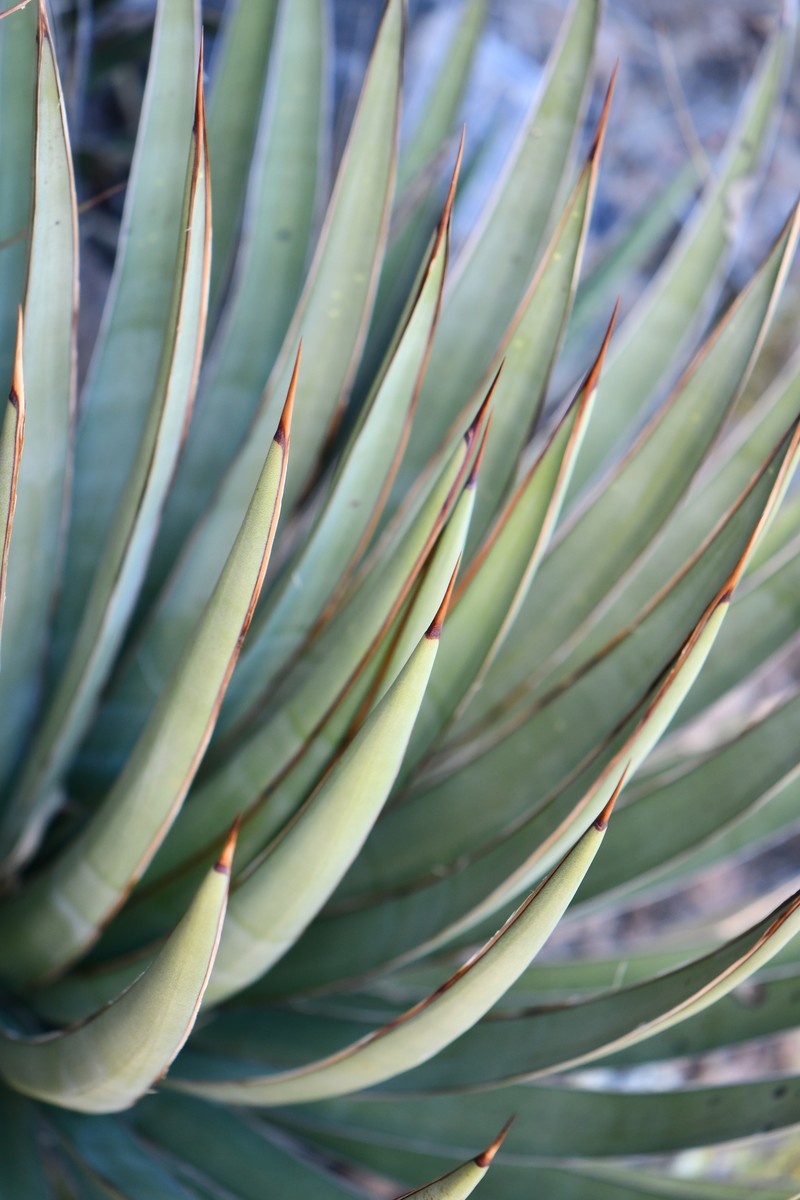 Agave photo 2