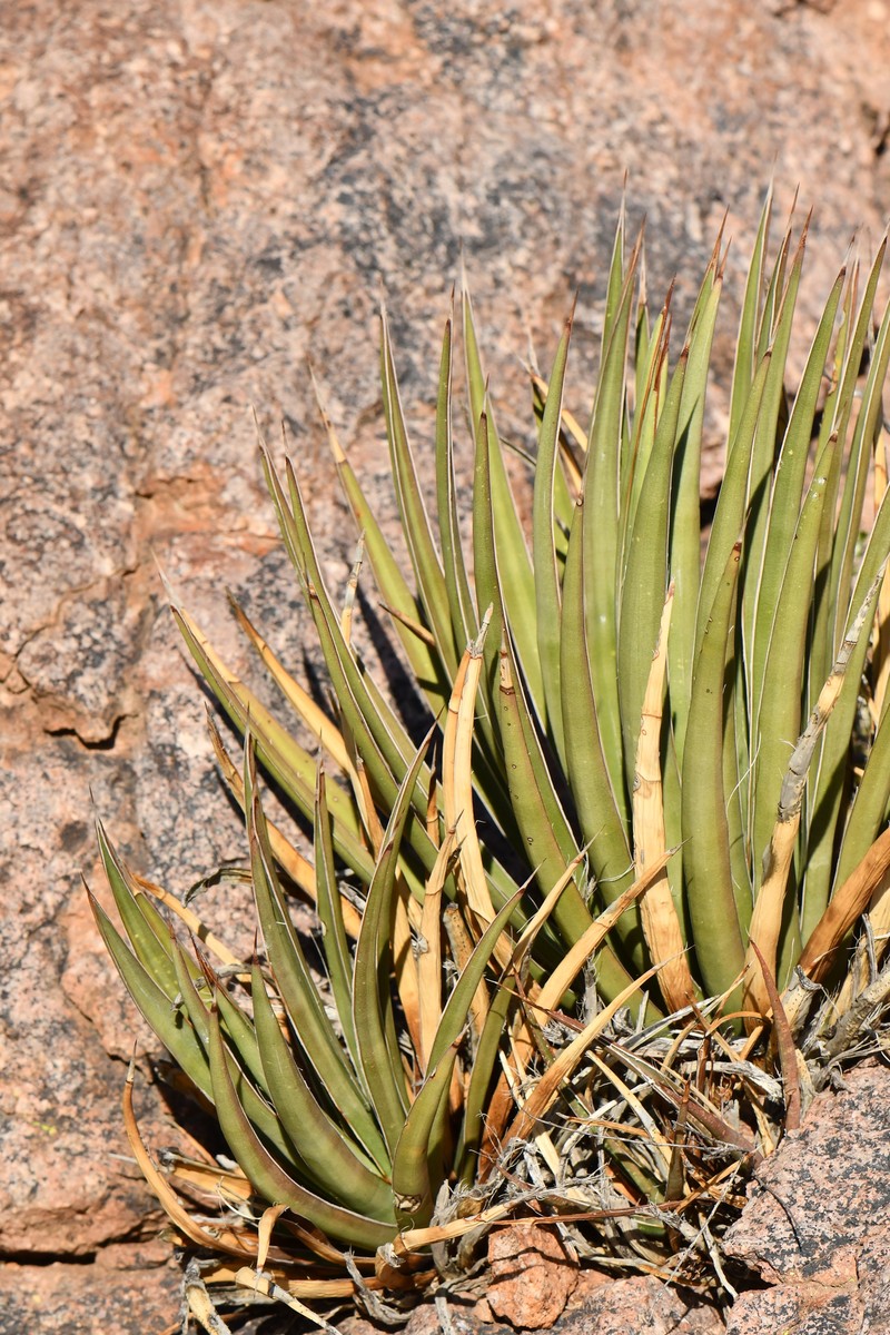 Agave photo 3