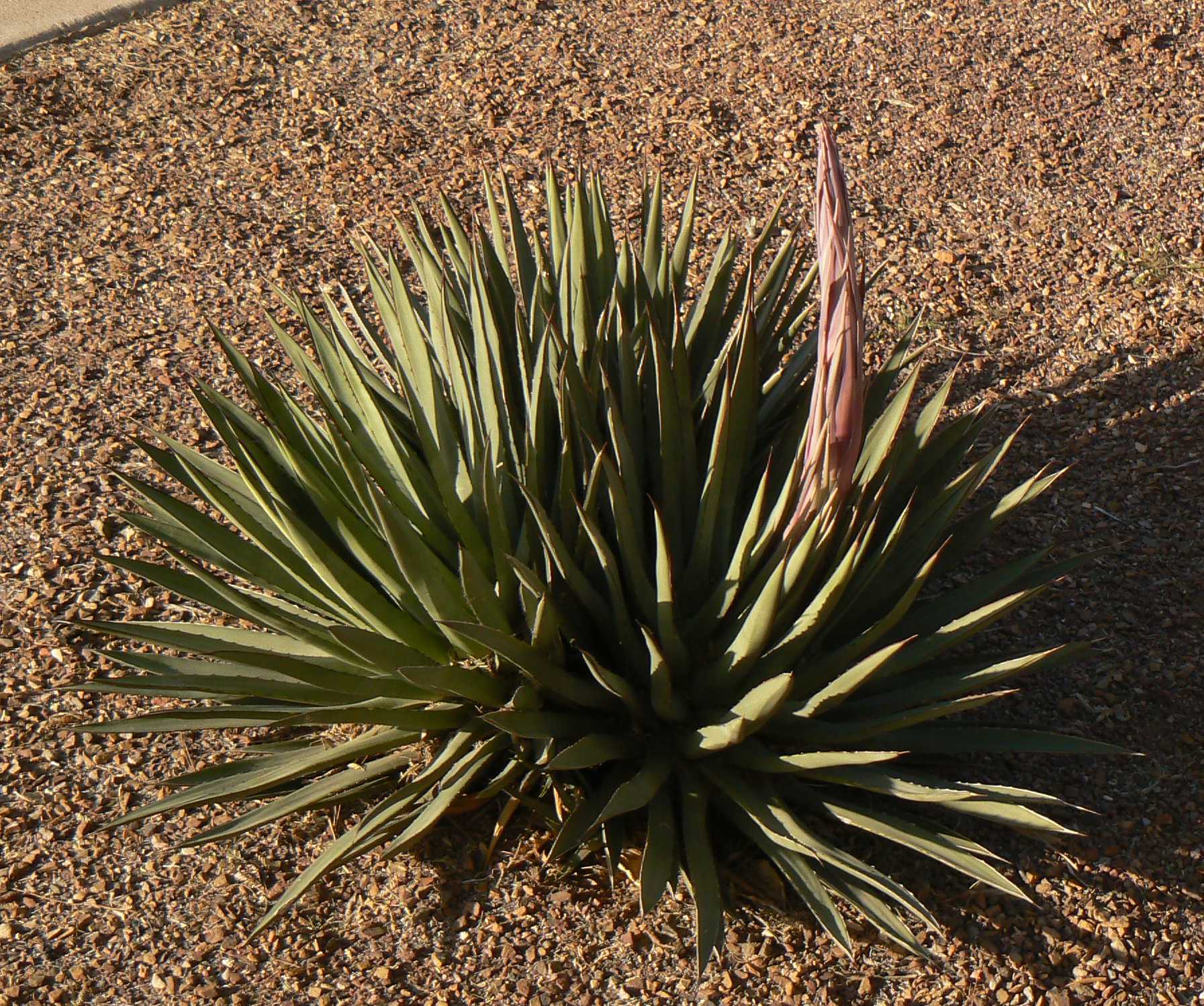 Arizona Century Plant