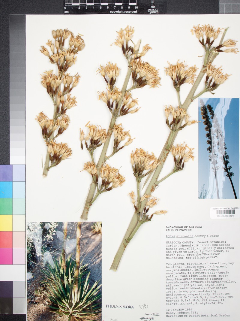 Arizona Century Plant photo 4