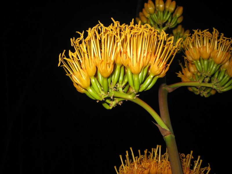 Agave abisaii photo 2