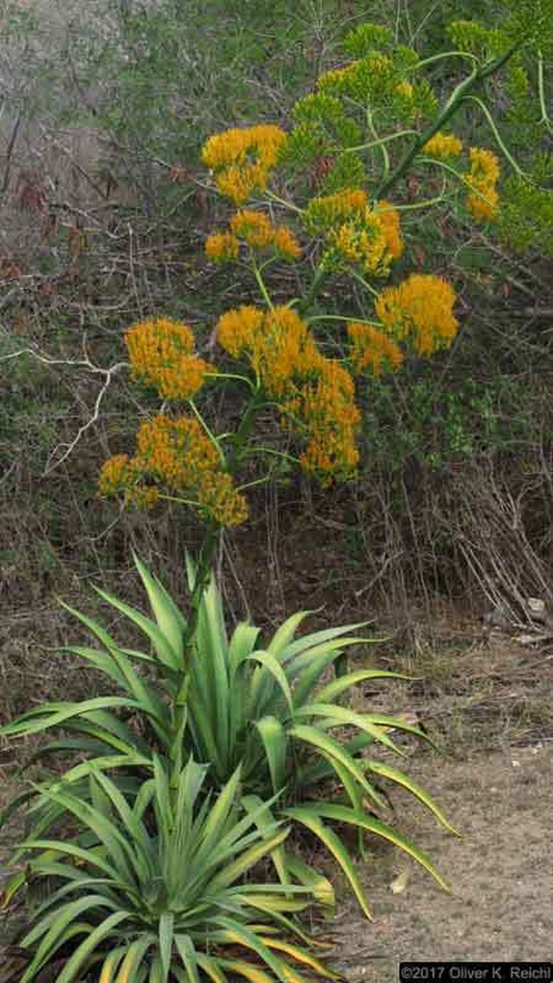 Agave acicularis photo 2