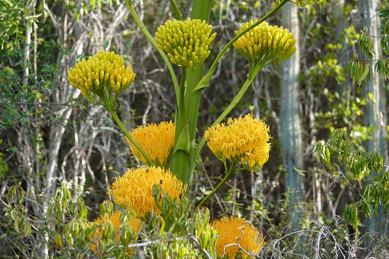 Agave acicularis photo 3