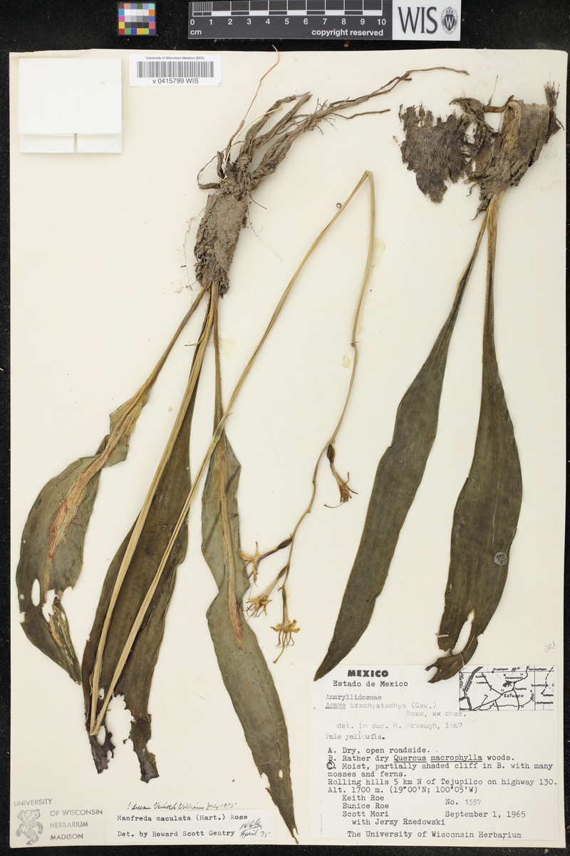 Agave acuispina