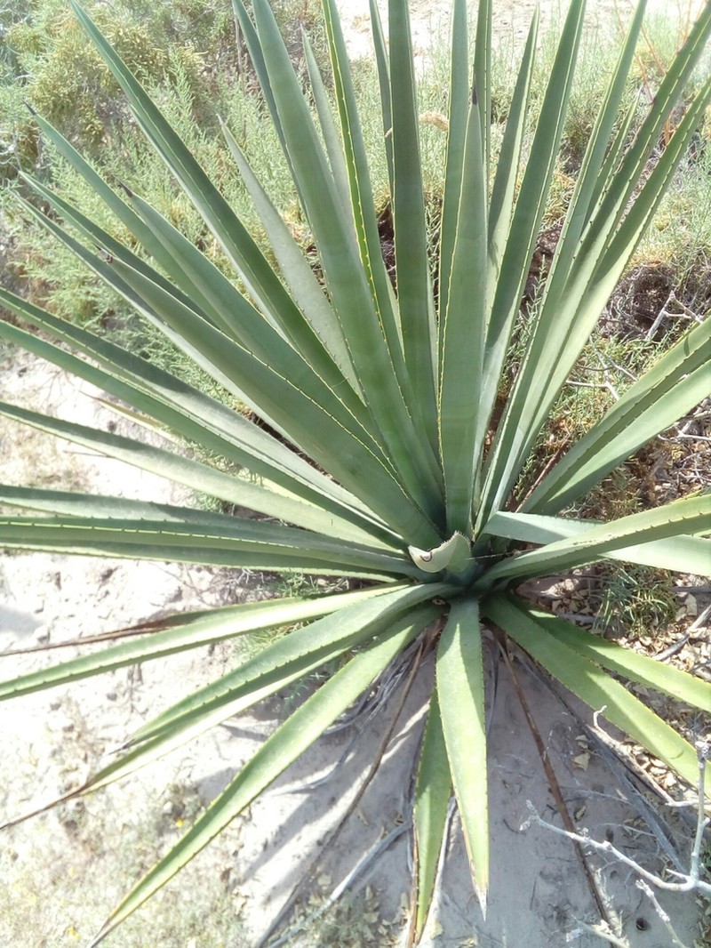 Agave aktites