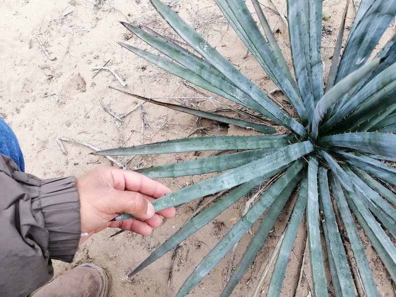 Agave aktites photo 2