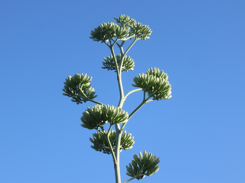 Agave aktites photo 3