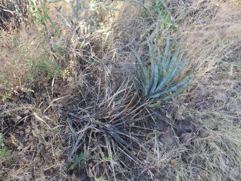 Agave aktites photo 4