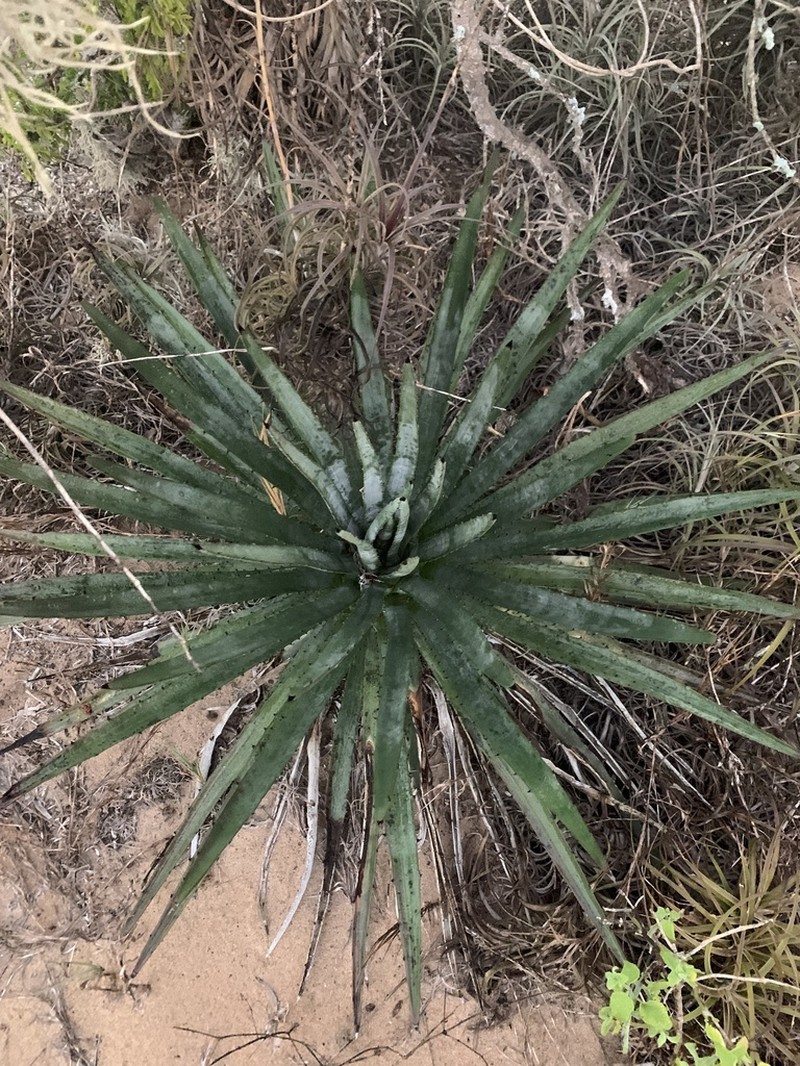 Agave aktites photo 5