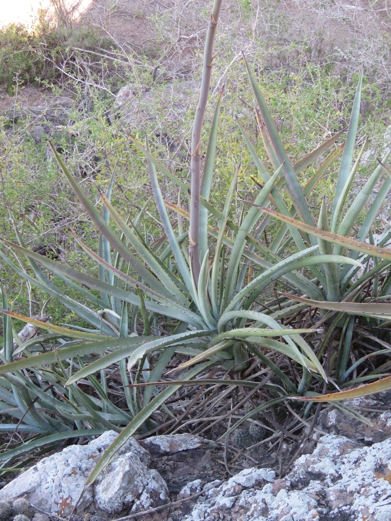 Agave aktites photo 6