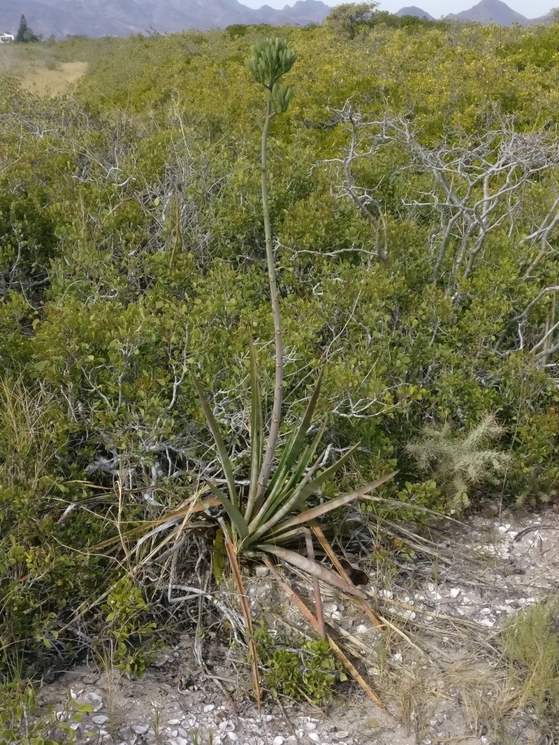 Agave aktites photo 7