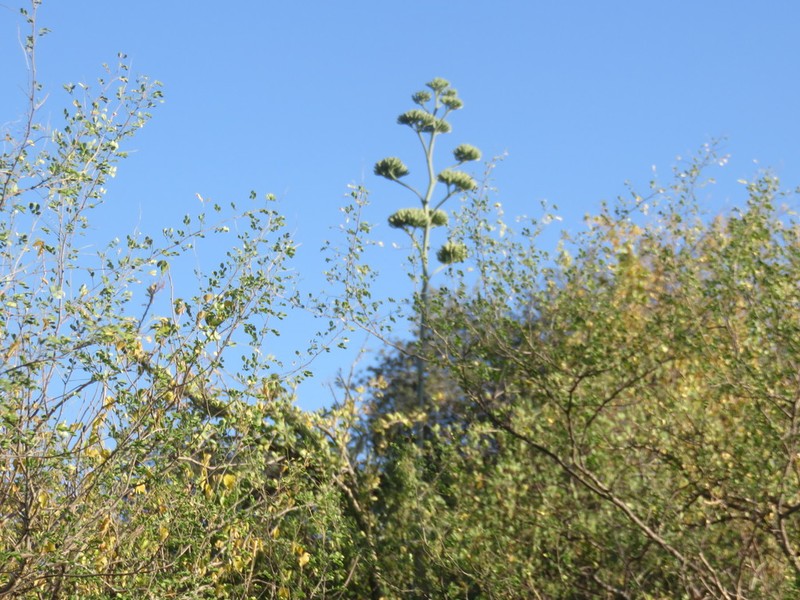 Agave aktites photo 8