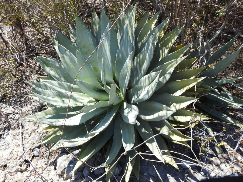 Agave albescens