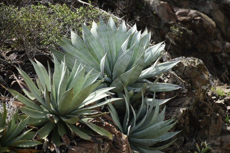Agave albescens photo 2